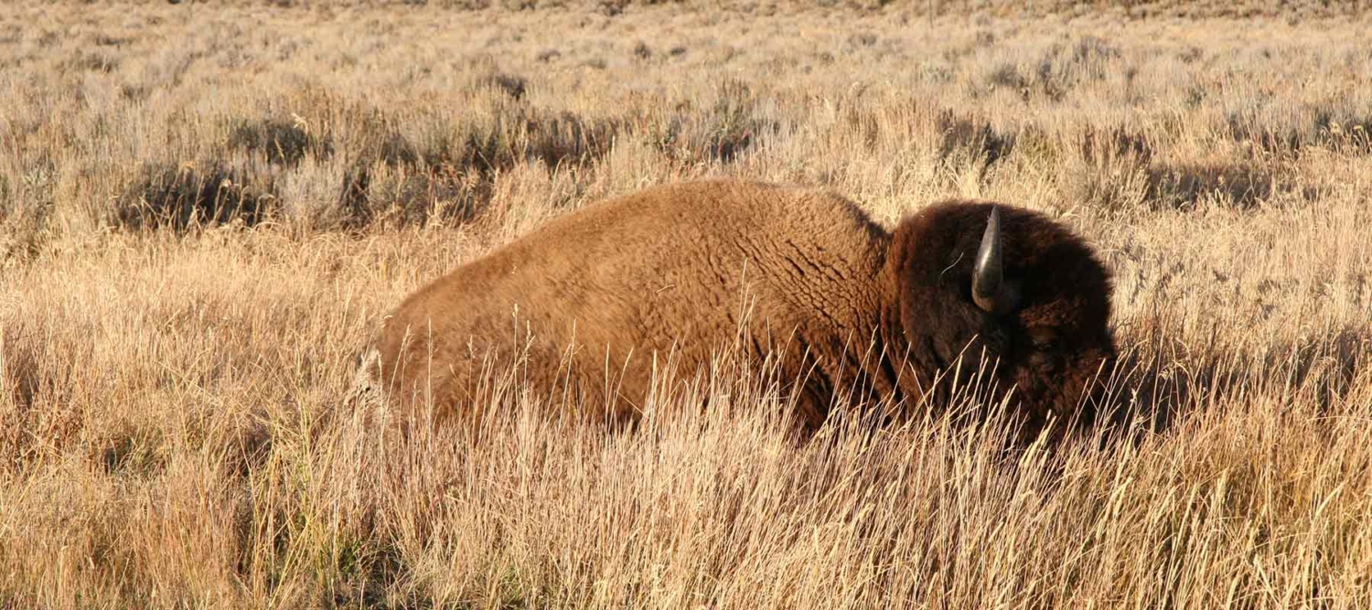 Prugh Real Estate LLC Jackson Hole WY Realtor